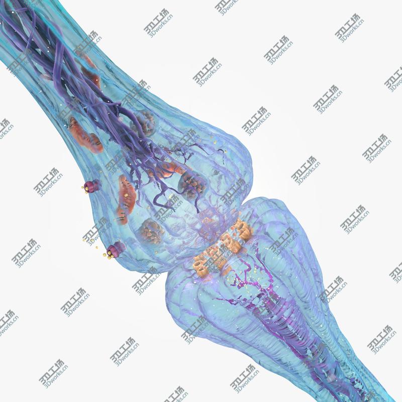 images/goods_img/2021040231/3D model Synapse/1.jpg